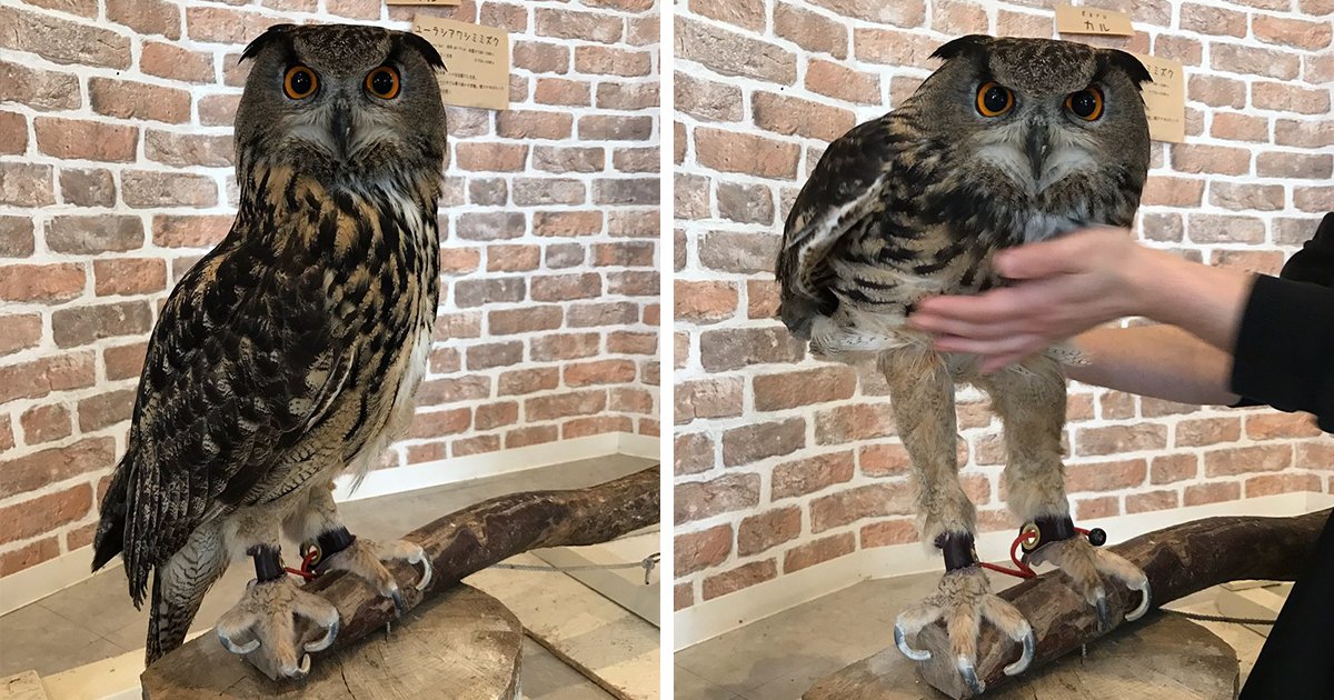owl with legs exposed